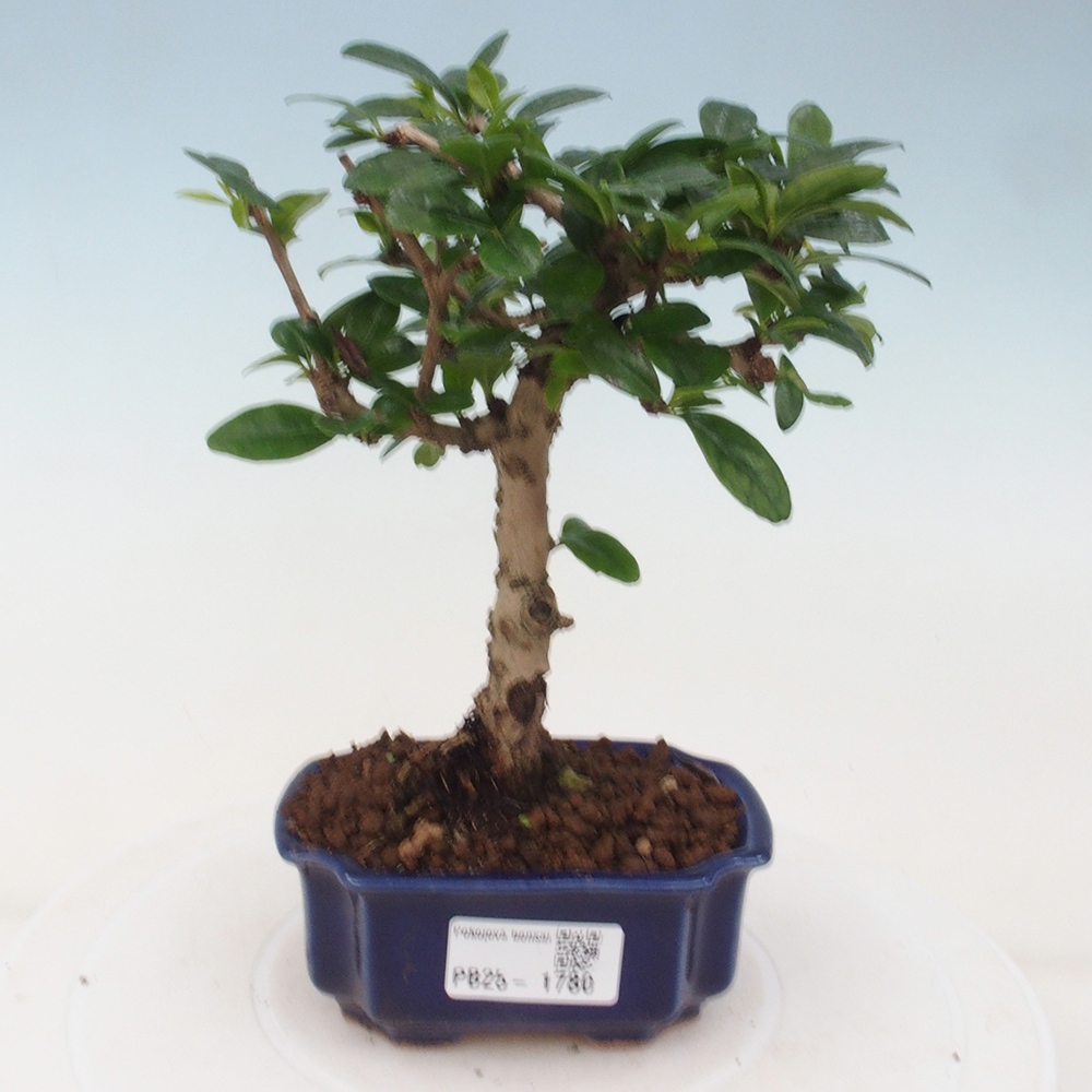 Zimmerbonsai - Carmona Macrophylla - Fuki-Tee