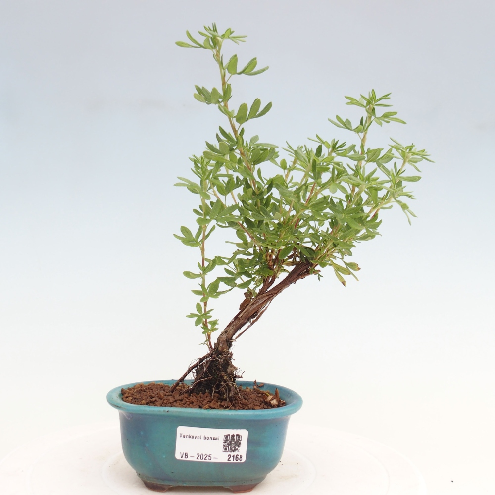 Outdoor-Bonsai-Fingerkraut - Potentila fruticosa gelber Vogel
