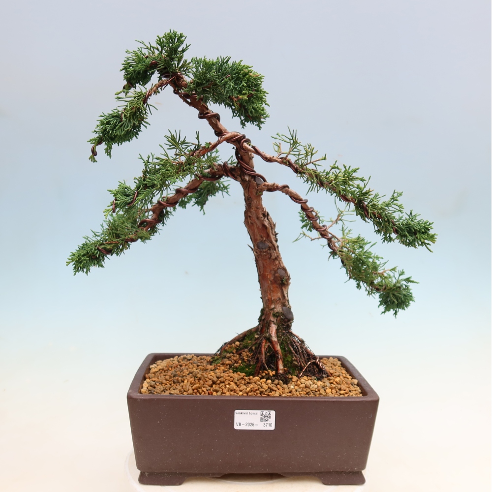 Bonsai für draußen - Juniperus chinensis Kishu
