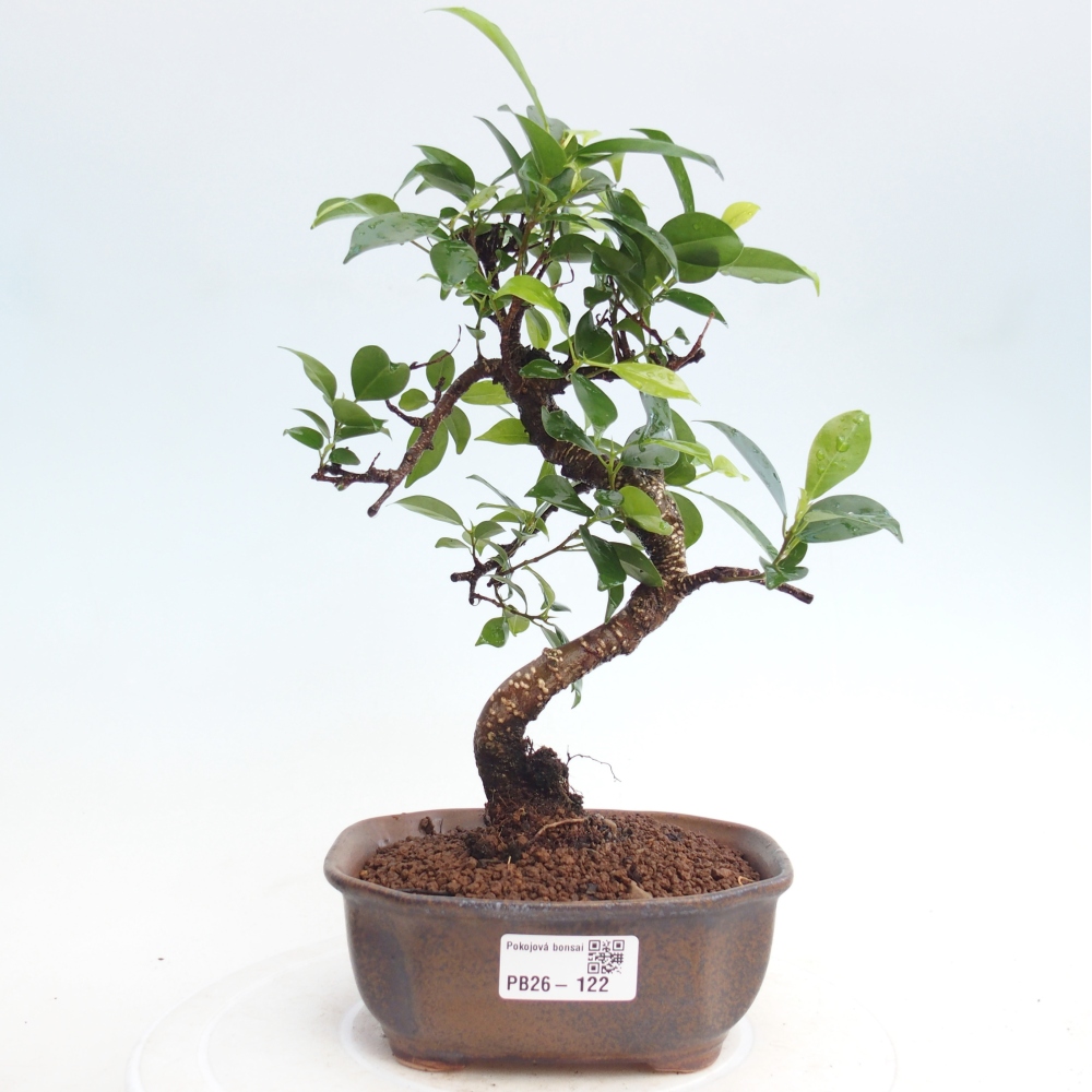 Zimmerbonsai - Ficus retusa - Kleinblättriger Ficus