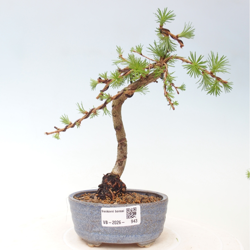 Bonsai für draußen - Larix Kaempferi - Japanische Lärche