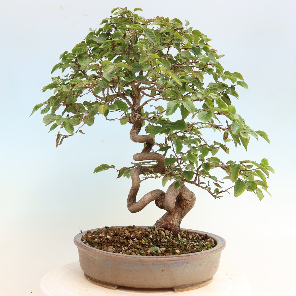 Bonsai für draußen -Carpinus CARPINOIDES - Koreanische Hainbuche