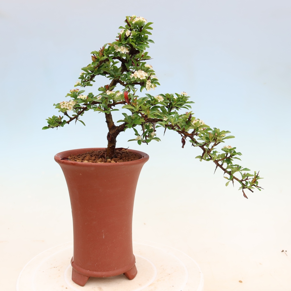 Bonsai für den Außenbereich – Pyracantha teton – Feuerdorn