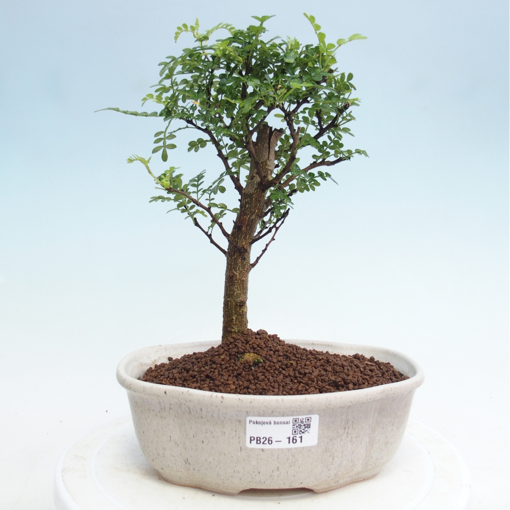 Zimmer Bonsai - Zantoxylum piperitum - Pfefferbaum