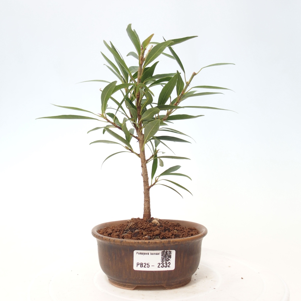 Zimmerbonsai - Ficus nerifolia - kleinblättriger Ficus