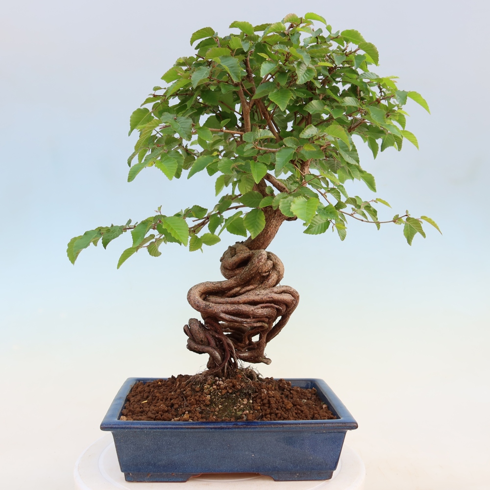 Bonsai für draußen - Karpinus Coreana - Koreanische Hainbuche