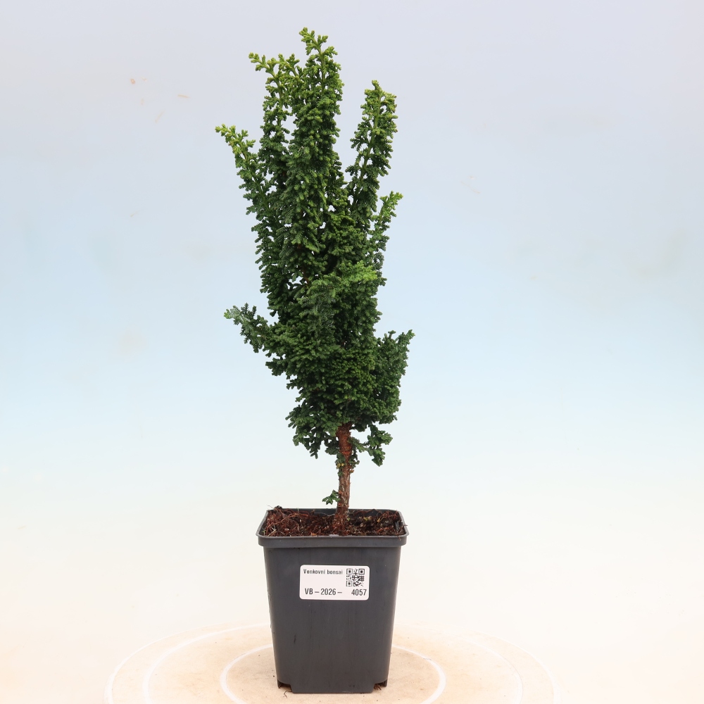 Bonsai für draußen - Cham. obtusa SEKKA HINOKI - Zypresse