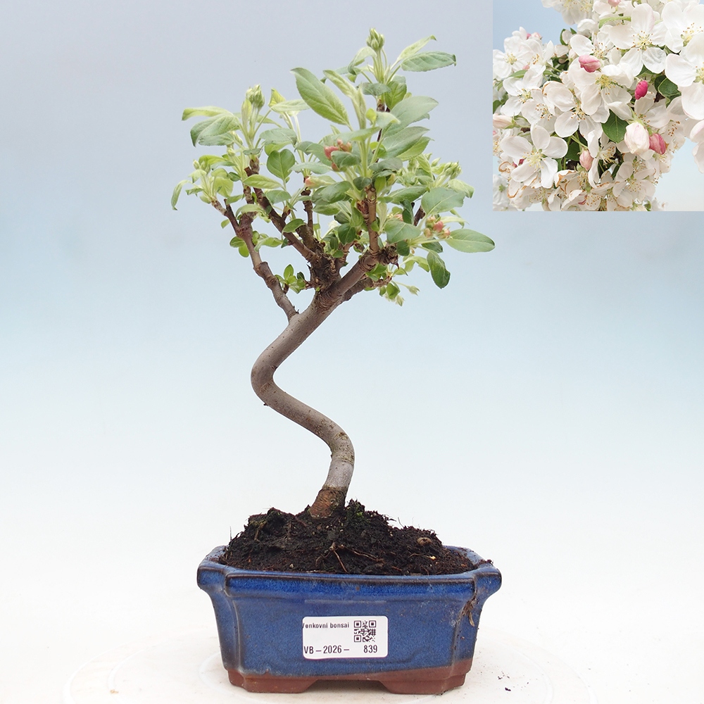 Outdoor-Bonsai -Malus halliana - Kleinfrüchtiger Apfelbaum