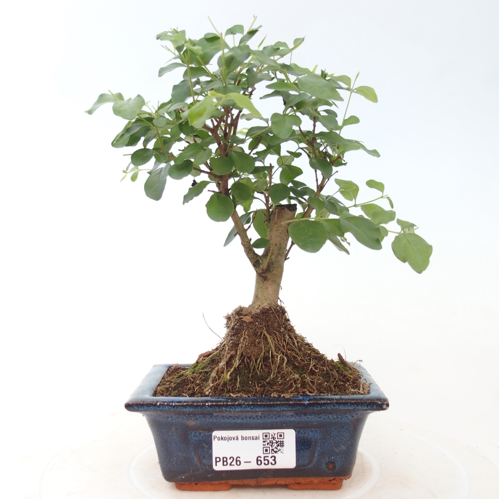 Zimmer Bonsai -Ligustrum chinensis - Vogelschnabel