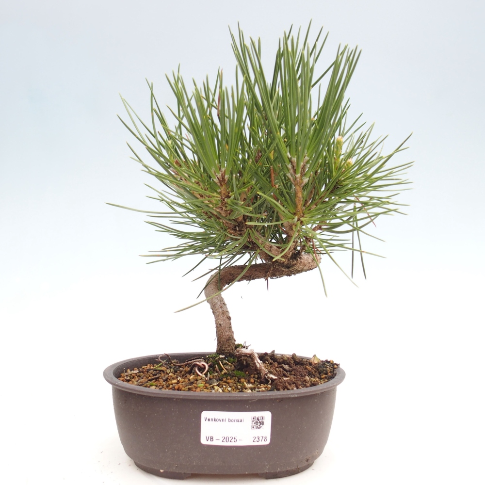 Bonsai im Freien - Pinus thunbergii - Thunbergia-Kiefer