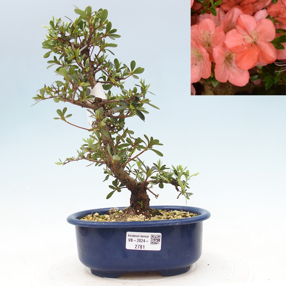 Bonsai im Freien - Japanische Azalee - Azalea Asazakura