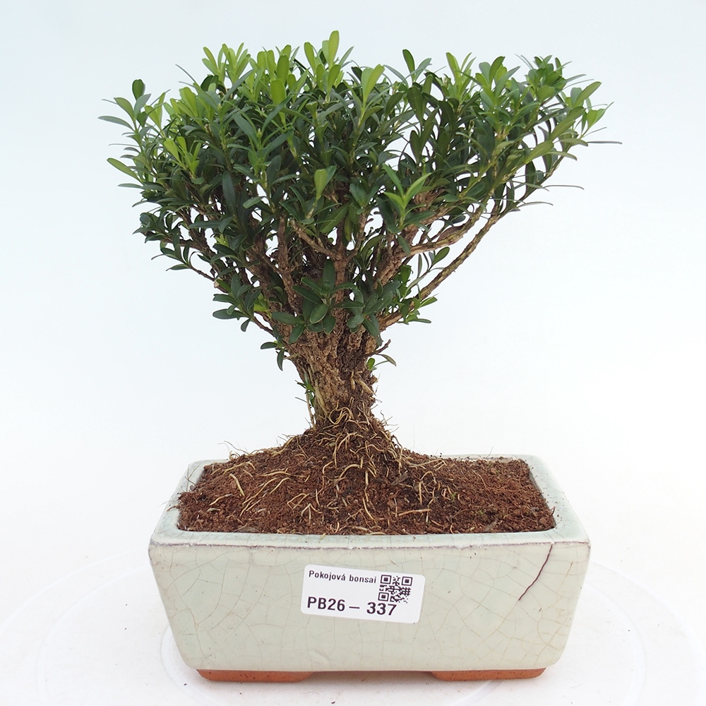 Zimmer Bonsai - Buxus harlandii - Korkbuxus