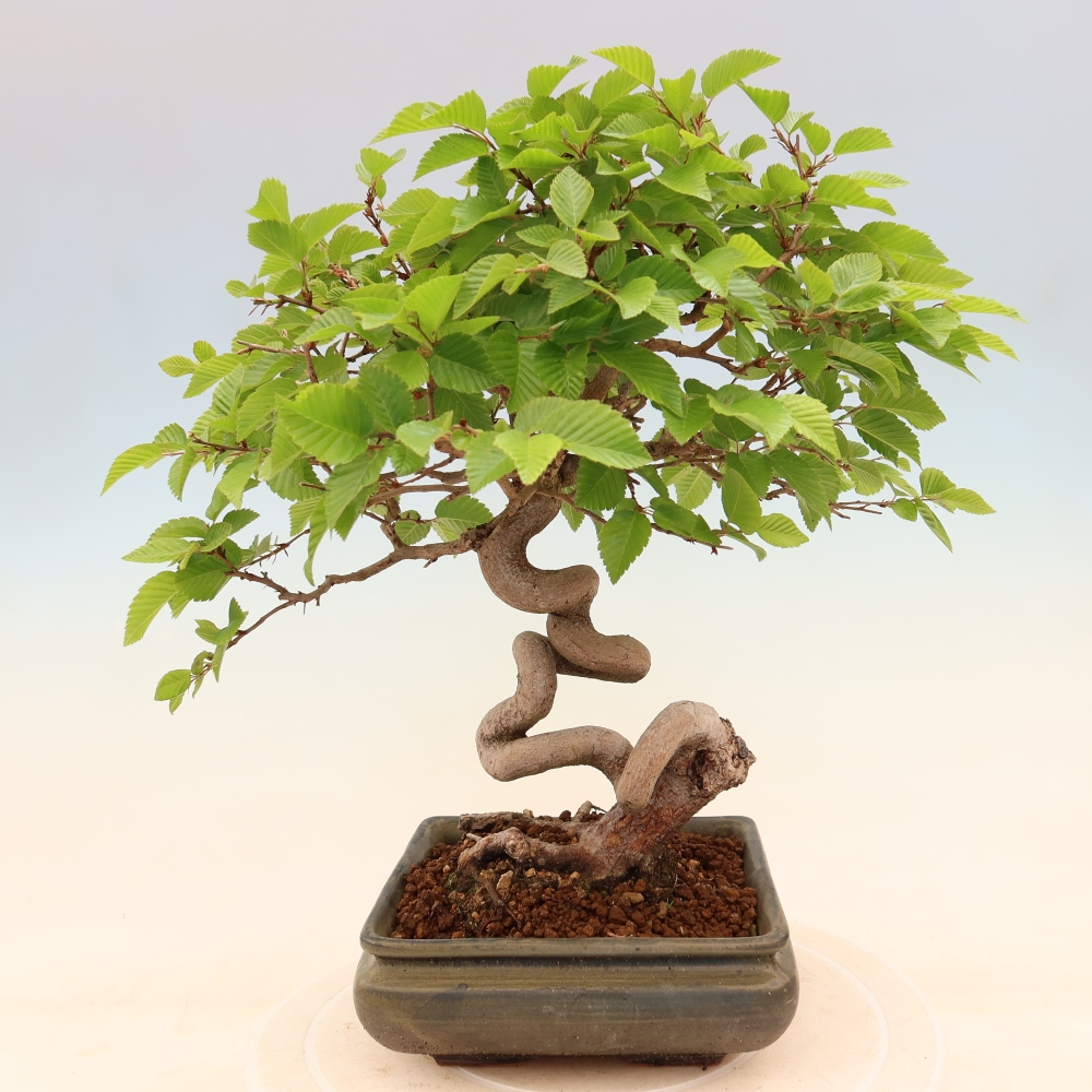 Bonsai für draußen - Karpinus Coreana - Koreanische Hainbuche
