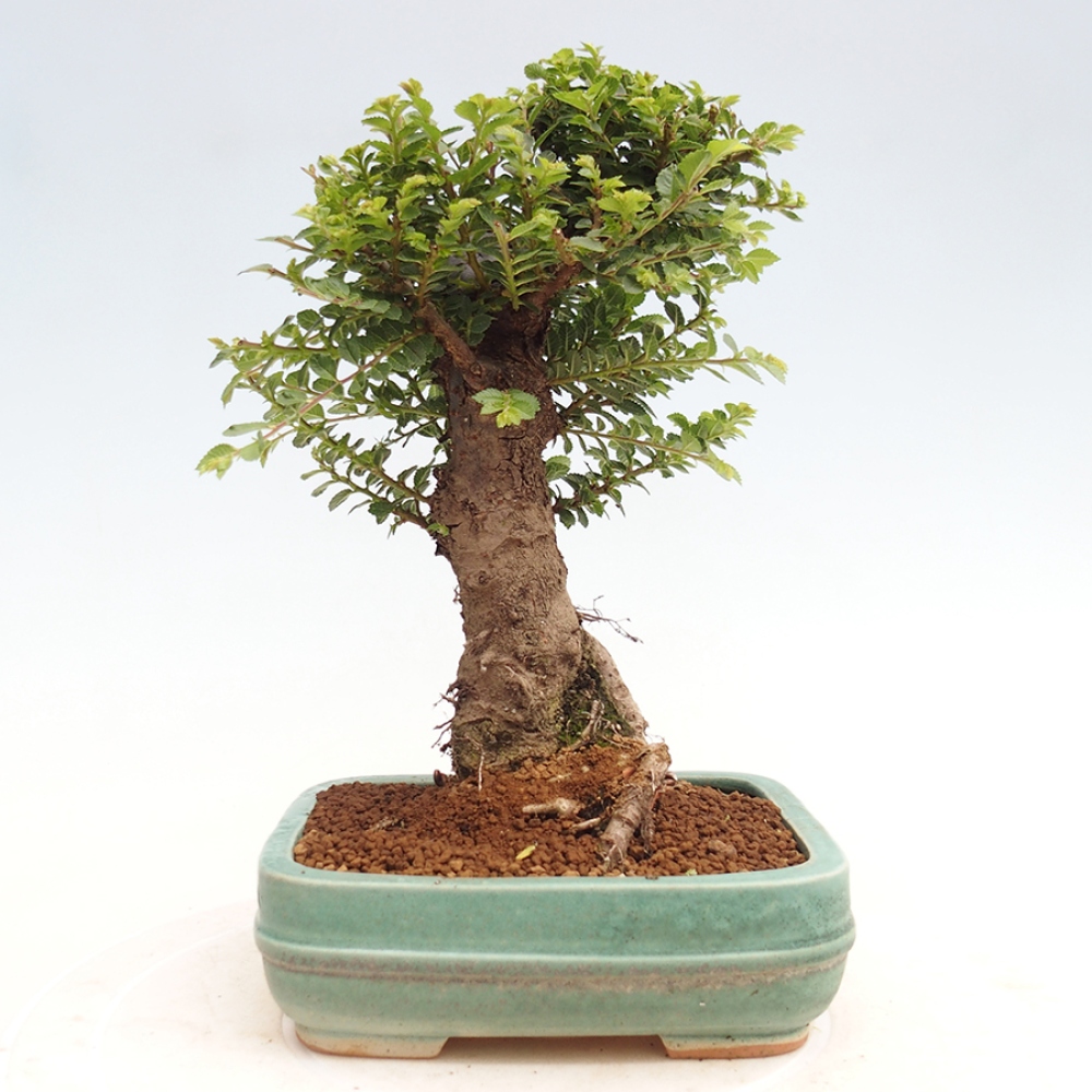 Bonsai im Freien - Ulmus parvifolia Hokkaido - Chinesische Ulme