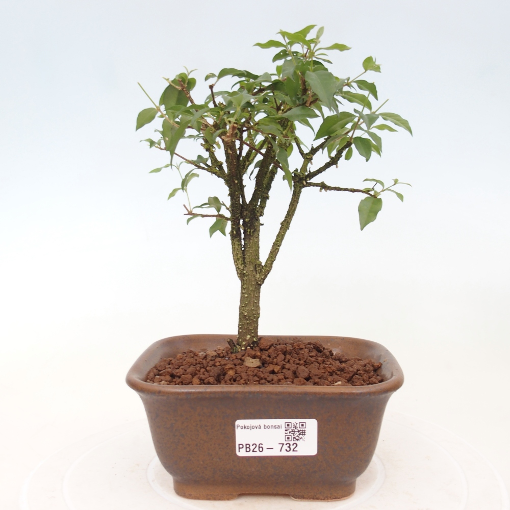 Zimmer Bonsai - Malpighia coccigera- Barbdor Kirsche