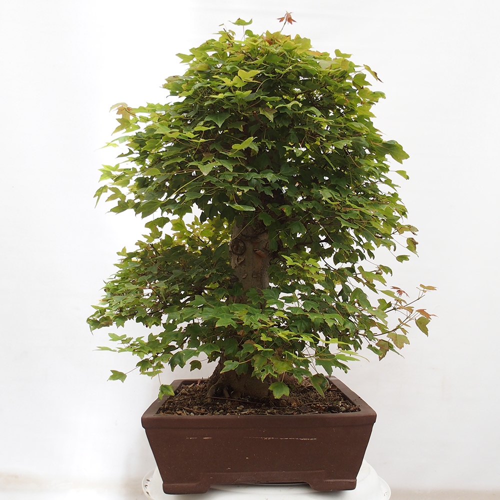 Bonsai im Freien - Ahorn Buergerianum - Burger Maple