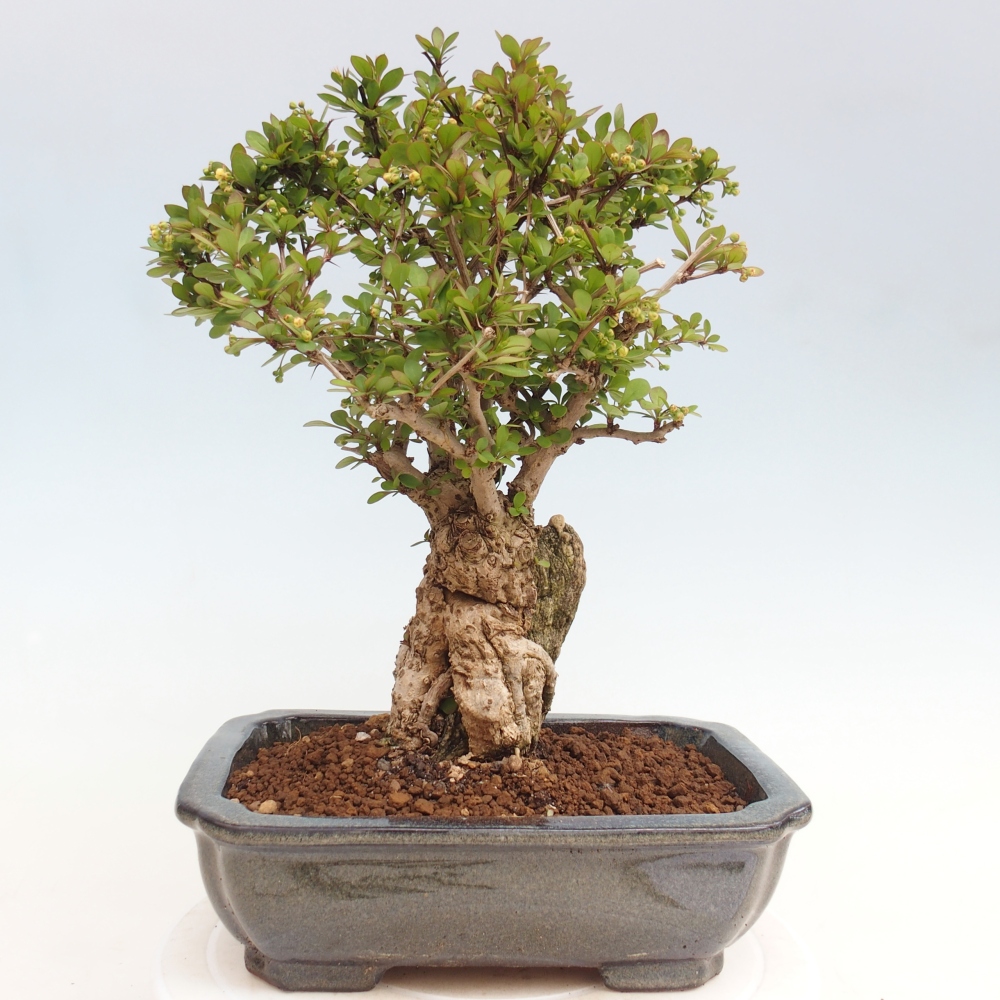 Bonsai für draußen - Berberis coreana