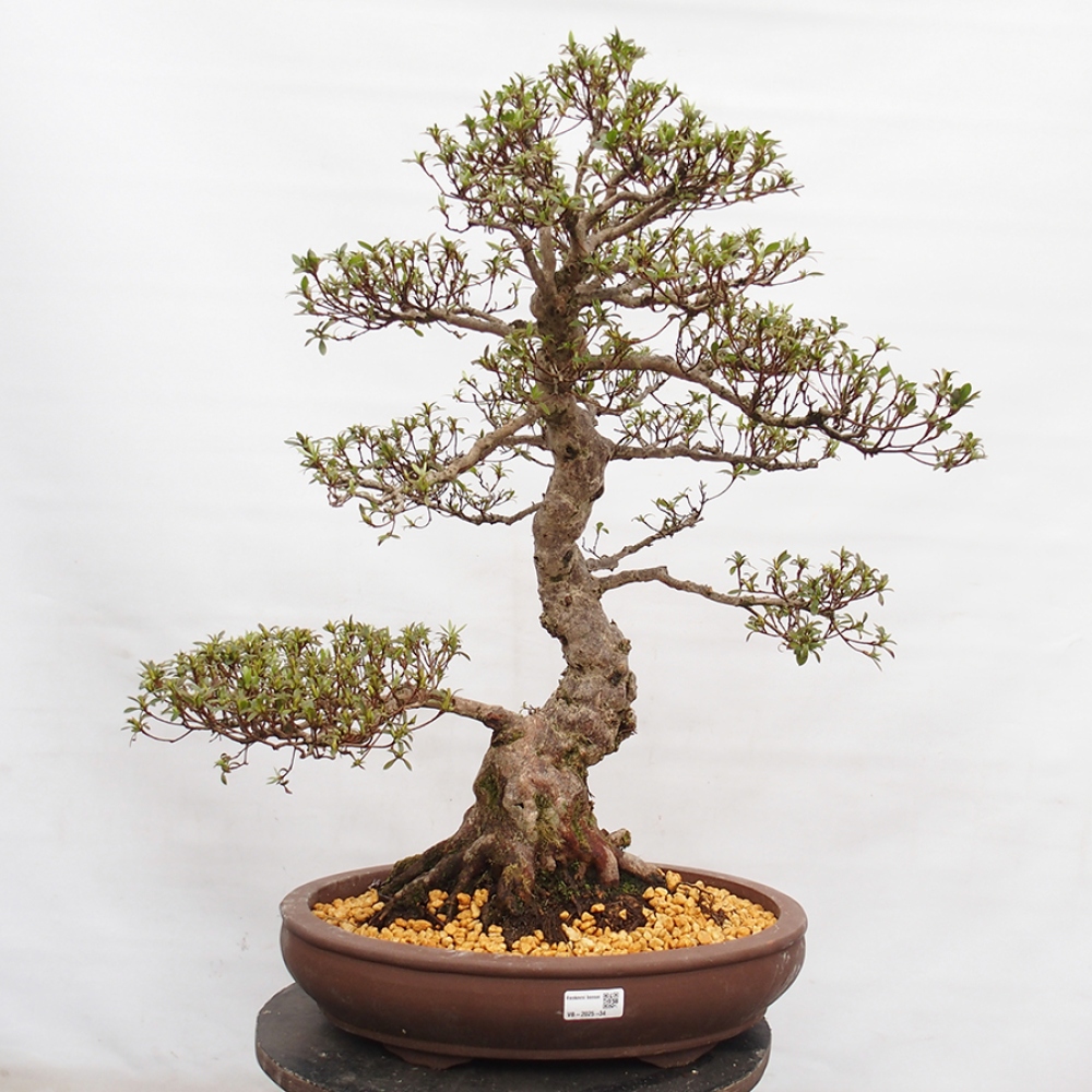 Bonsai im Freien - Japanische Azalee - Azalea Satsuki