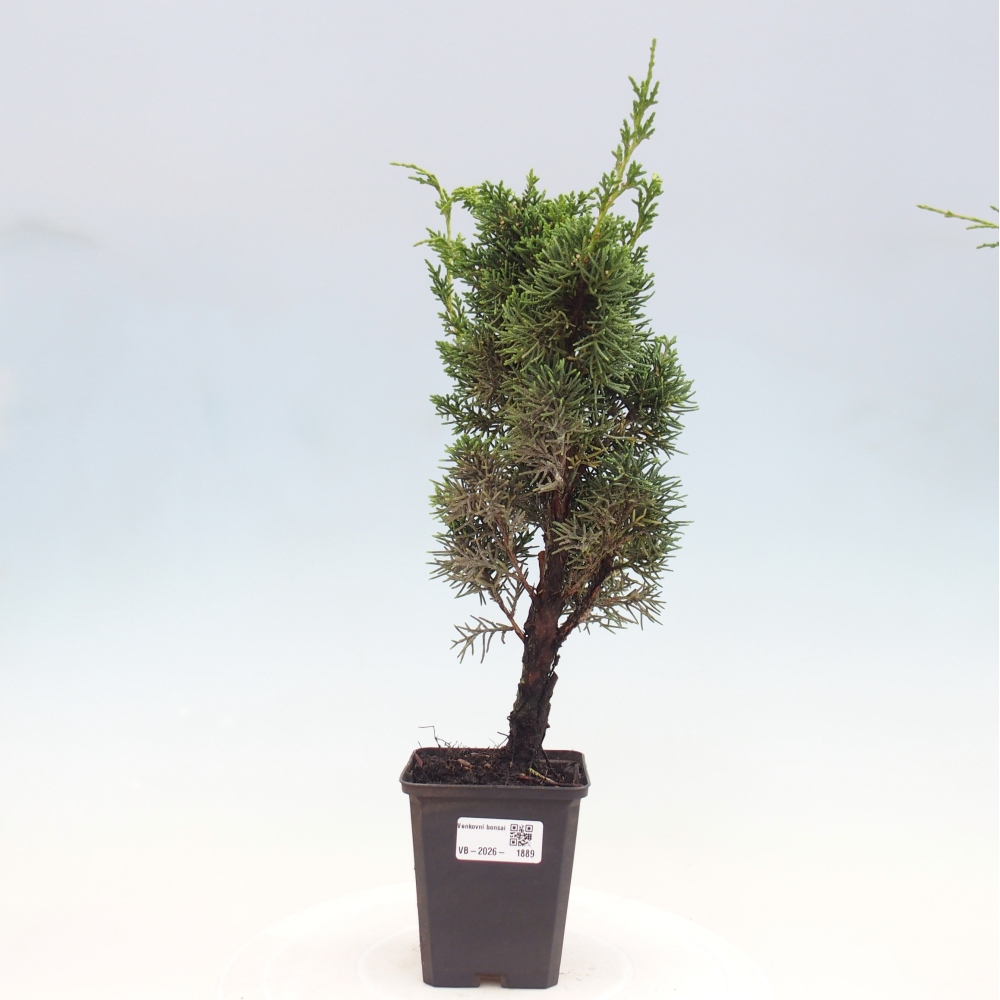 Bonsai für draußen - Juniperus chinensis Kishu