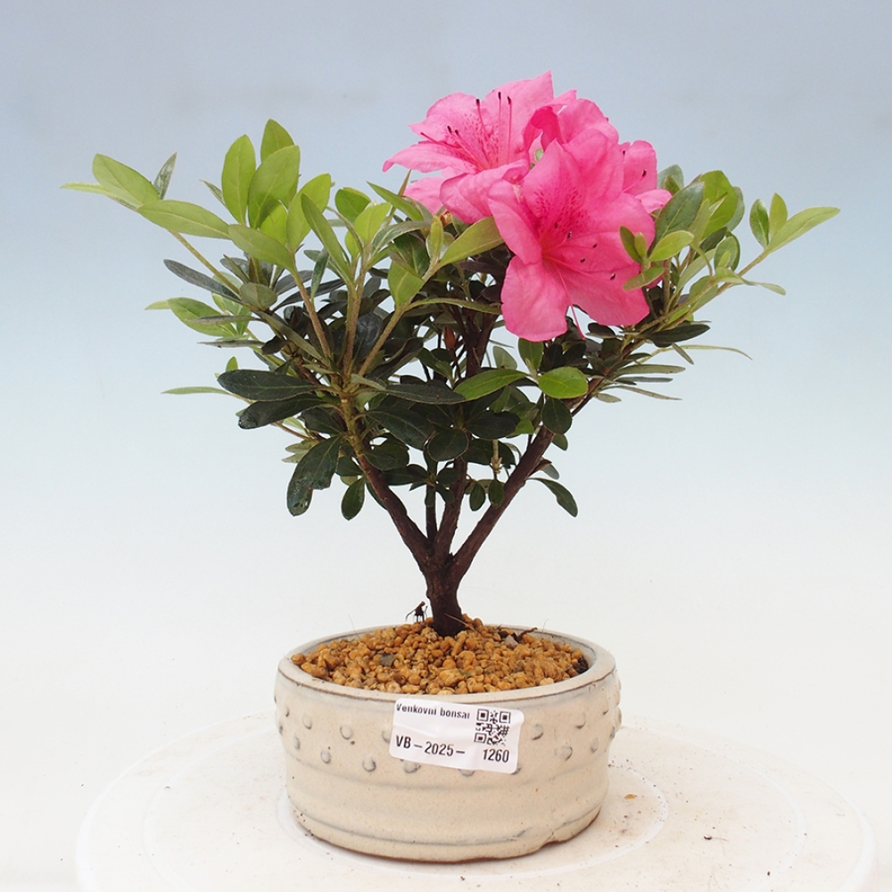 Bonsai im Freien - Japanische Azalee - Azalea sp.