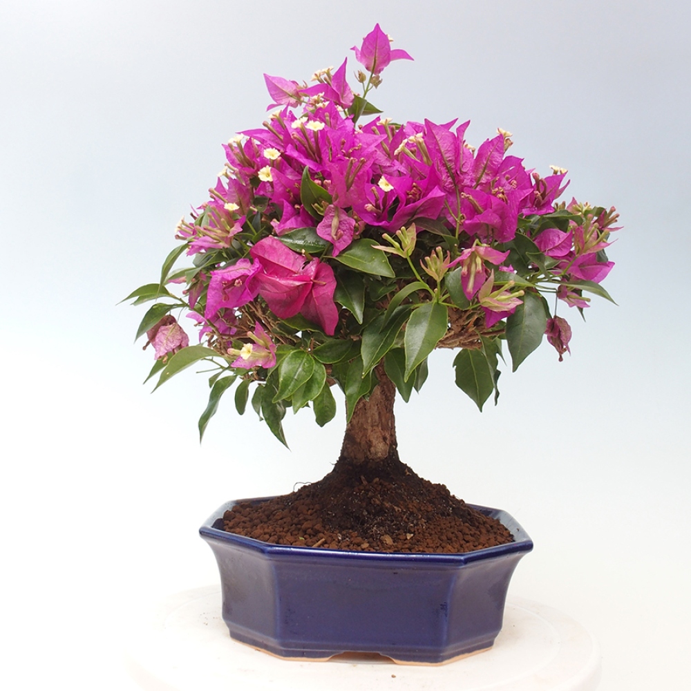 Indoor Bonsai - Bouganwilea
