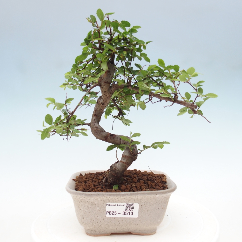 Zimmerbonsai - Ulmus parvifolia - Kleinblättrige Ulme