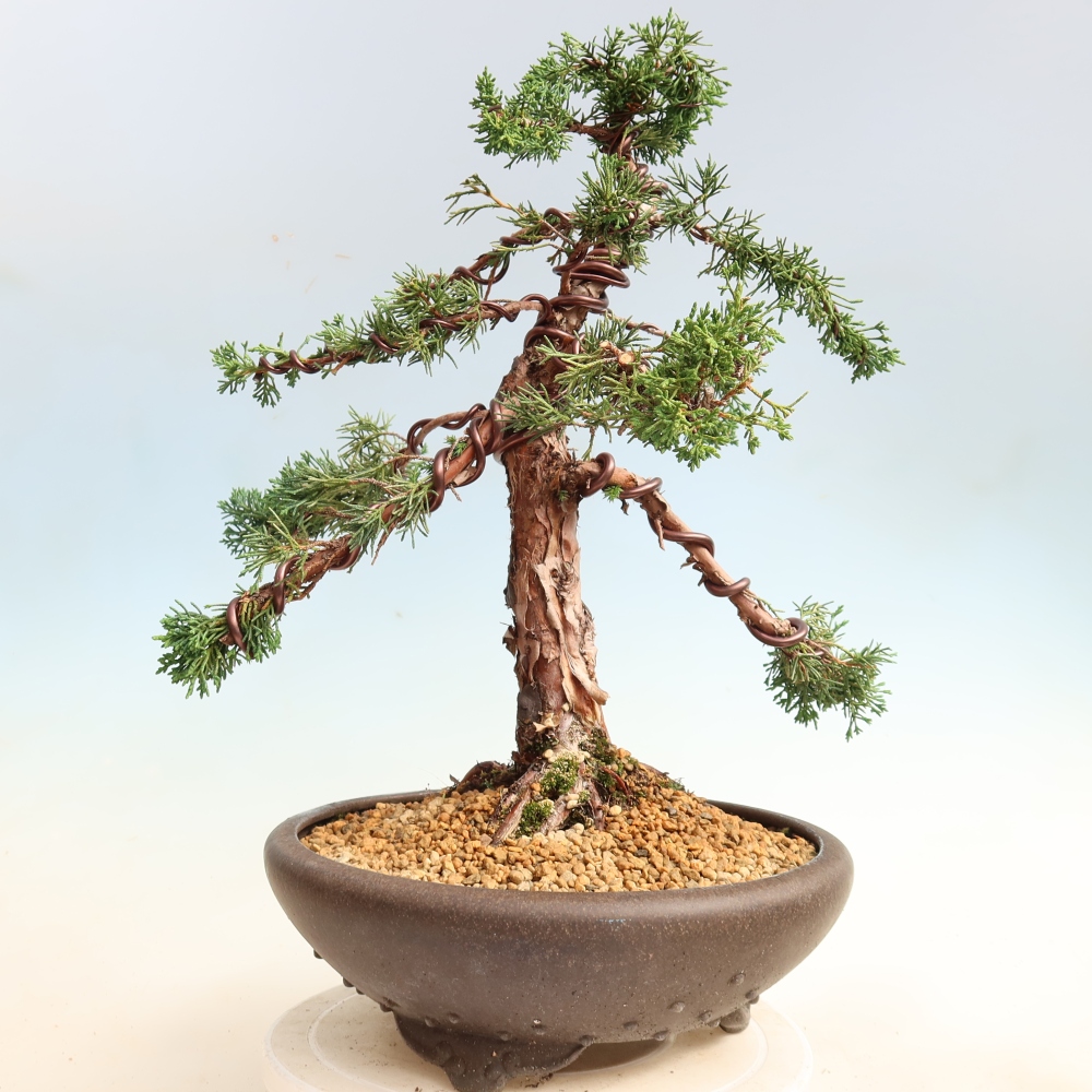 Bonsai für draußen - Juniperus chinensis Kishu