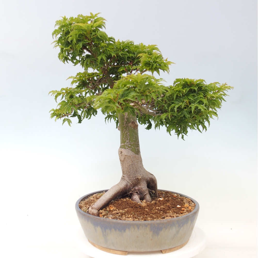 Bonsai für draußen -Javor-Palme Acer palmatum Shishigashira