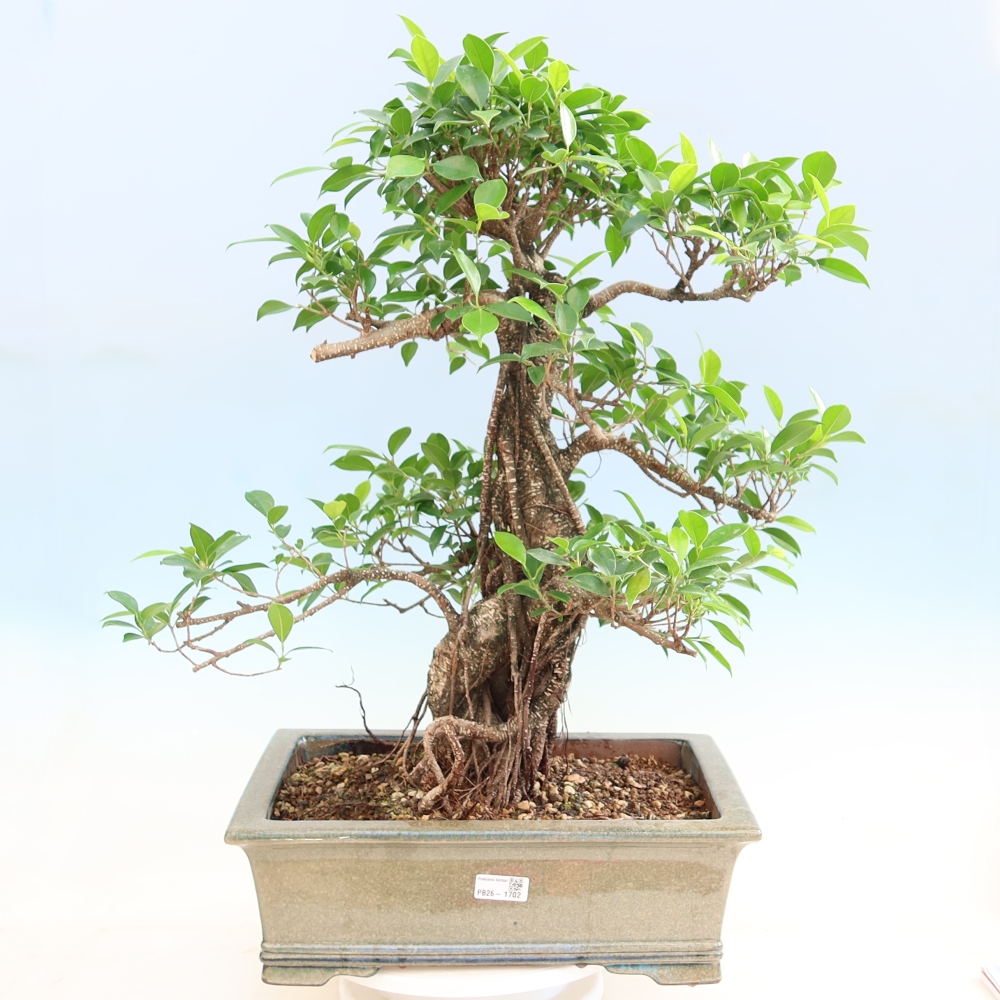 Zimmerbonsai - Ficus kimmen - Kleinblättriger Ficus