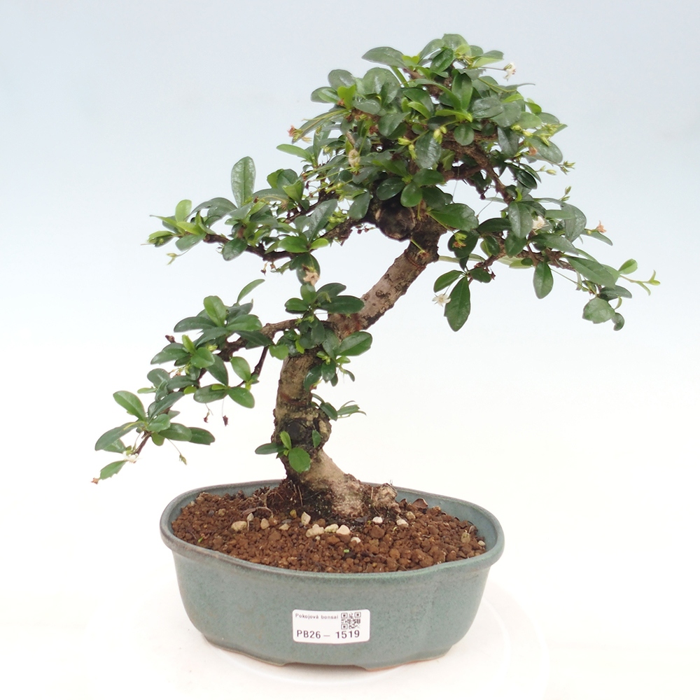 Zimmer-Bonsai - Carmona macrophylla - Tee-Fuki