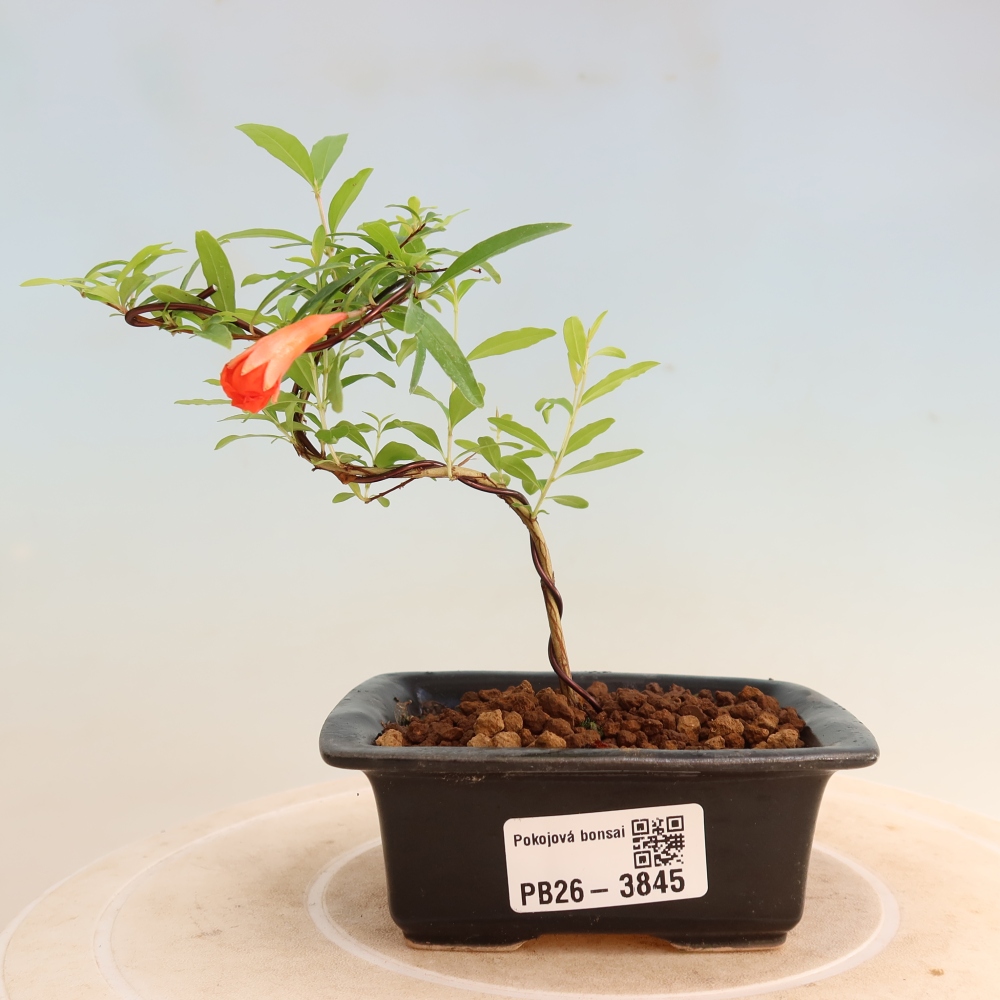 Zimmer-Bonsai-PUNICA granatum nana-Apfel-Granatapfel