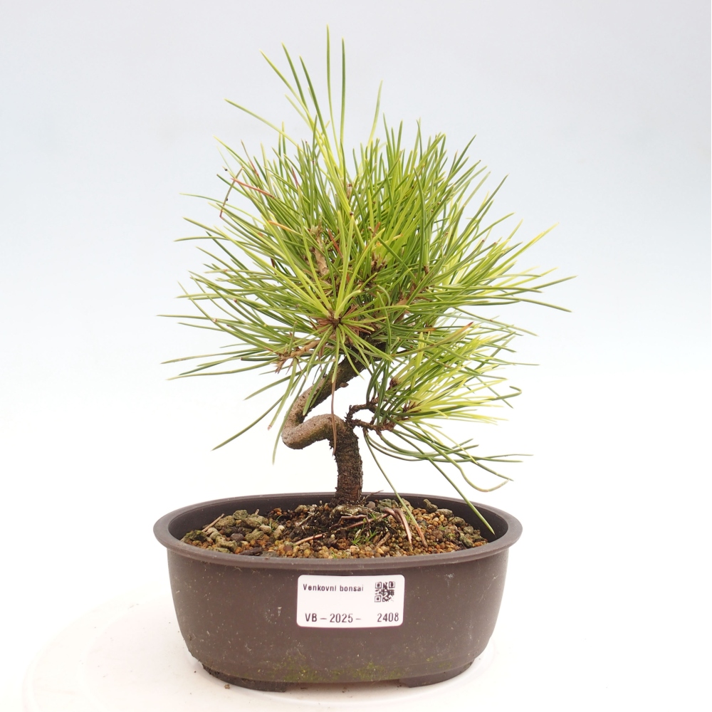 Bonsai im Freien - Pinus thunbergii - Thunbergia-Kiefer