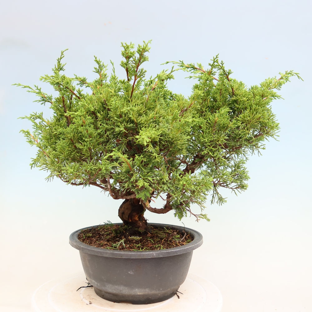 Bonsai für draußen - Juniperus chinensis Itoigawa-Juniperus chinensis