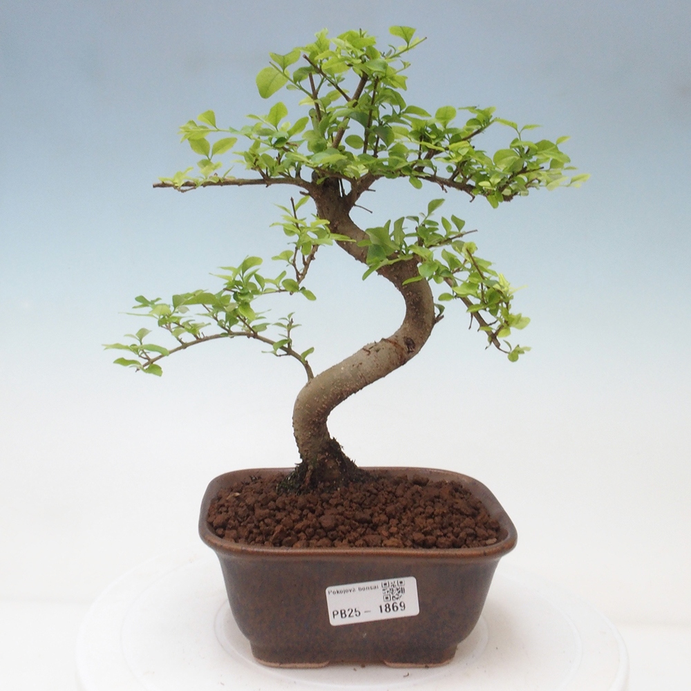 Indoor Bonsai -Ligustrum chinensis - Vogelschnabel