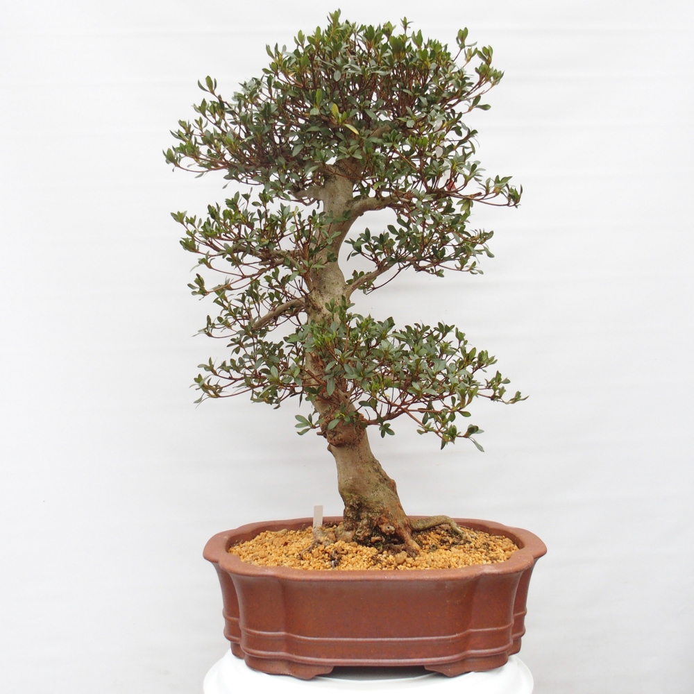 Bonsai für draußen - Japanische Azalee - Azalea Sansai