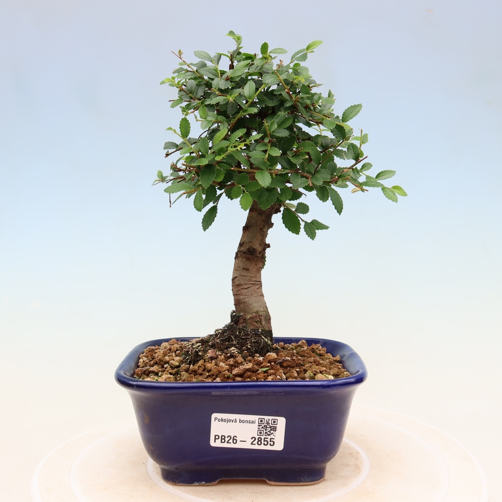 Zimmerbonsai - Ulmus parvifolia - Kleinblättrige Ulme