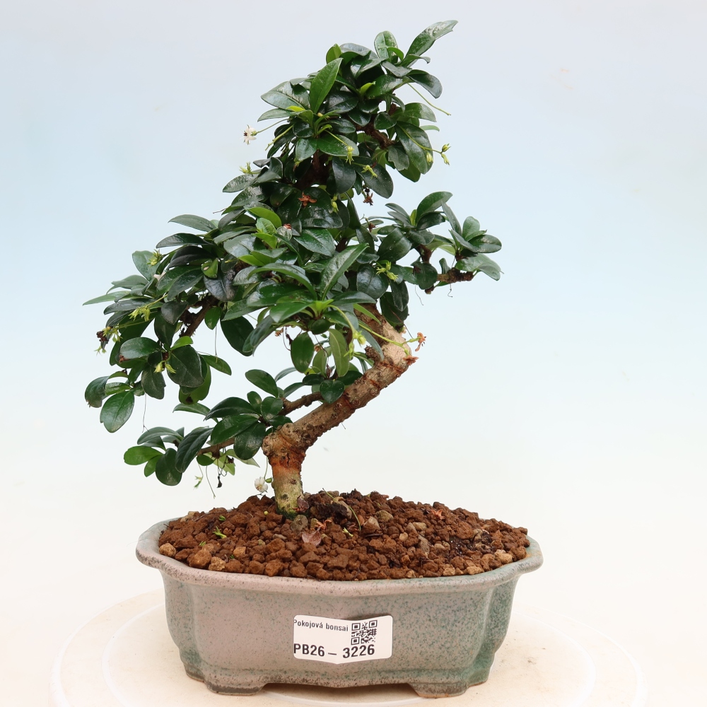 Zimmer-Bonsai - Carmona macrophylla - Tee-Fuki