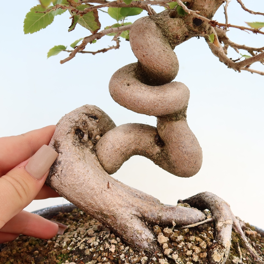 Bonsai für draußen -Carpinus CARPINOIDES - Koreanische Hainbuche