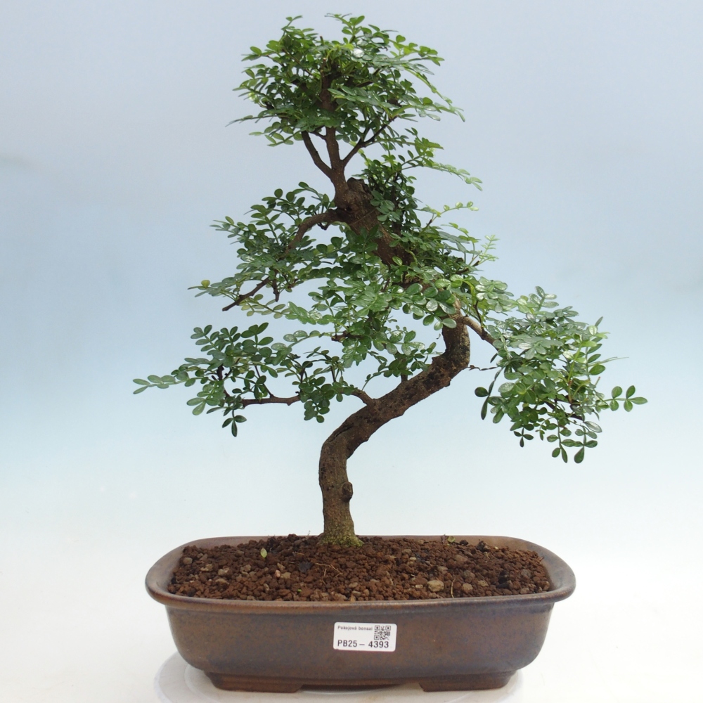 Zimmer Bonsai - Zantoxylum piperitum - Pfefferbaum