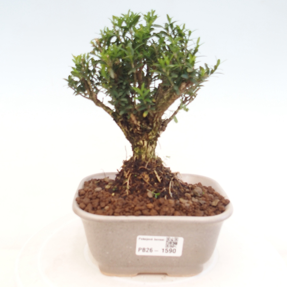 Zimmer Bonsai - Buxus harlandii - Korkbuxus