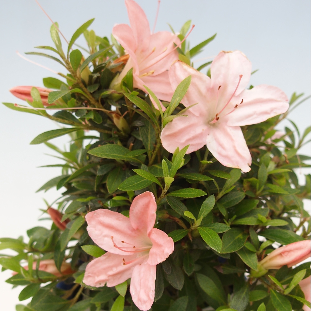 Bonsai im Freien - Japanische Azalee - Azalea Nikko