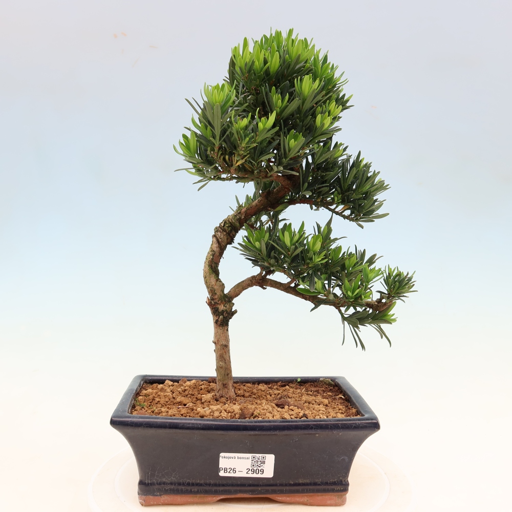Zimmerbonsai - Podocarpus - Stein-Eibe