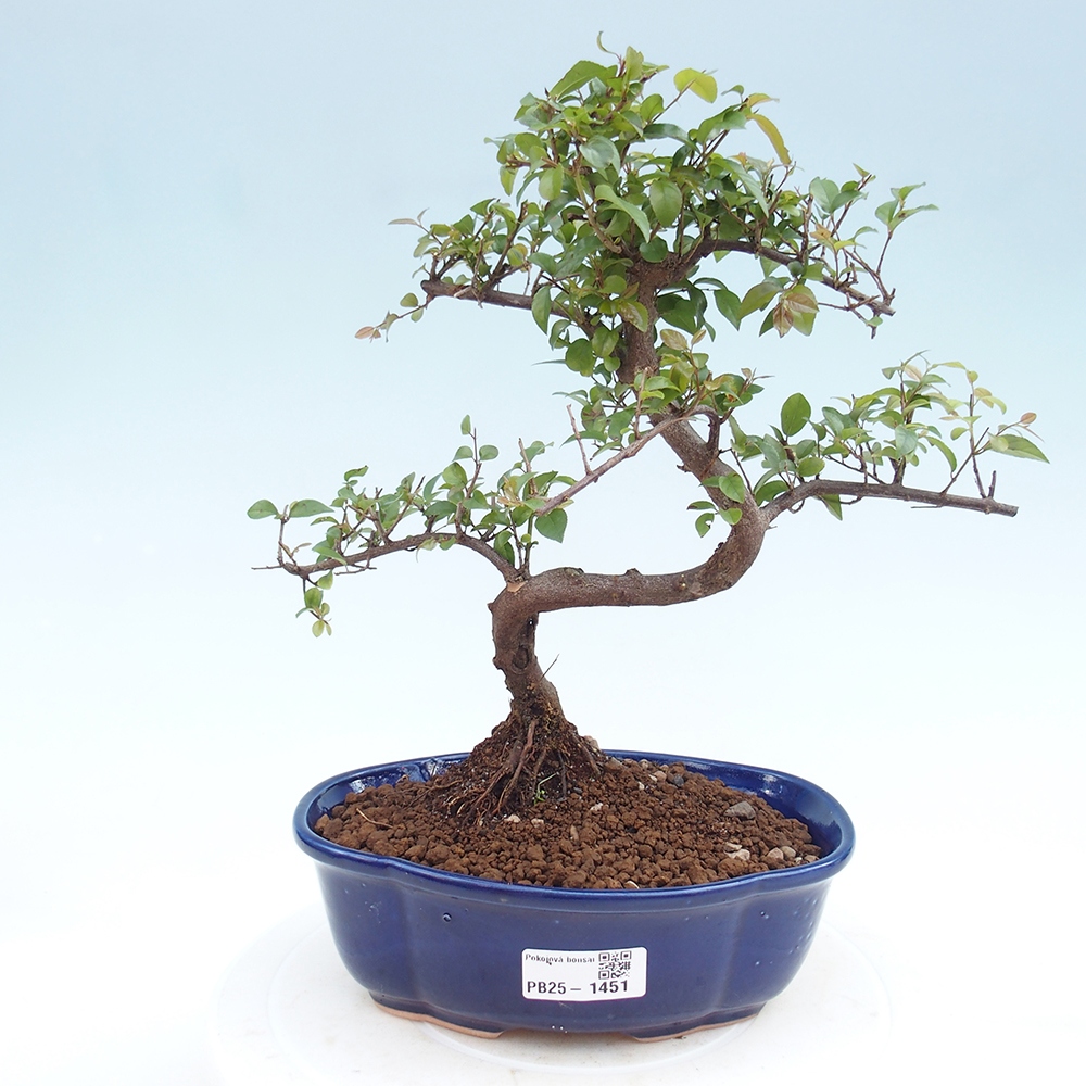 Zimmerbonsai - Sagerécie thea - Sagerécie thea