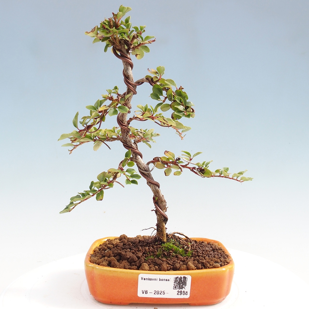 Bonsai im Freien - Cotoneaster horizontalis - Felsenbaum