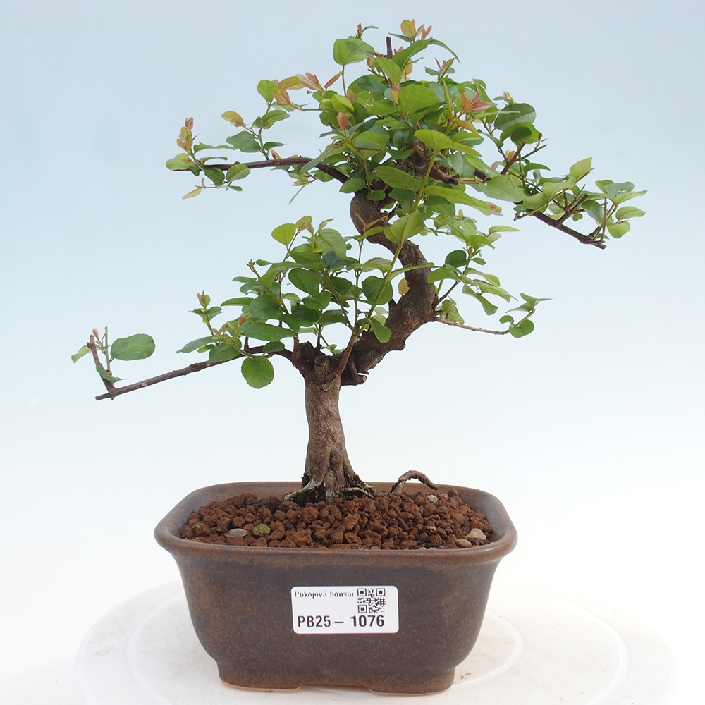 Innenbonsai - Sagerécie Thea - Sagerécie Thea