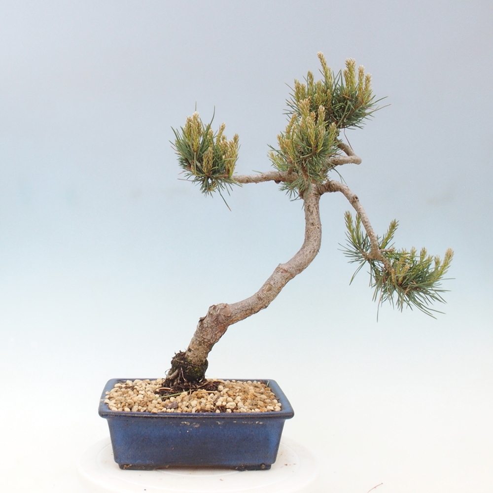 Bonsai im Freien - Pinus Sylvestris - Waldkiefer