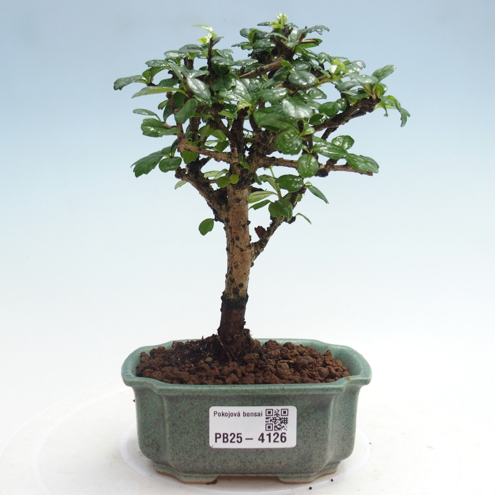 Zimmer-Bonsai - Carmona macrophylla - Tee-Fuki