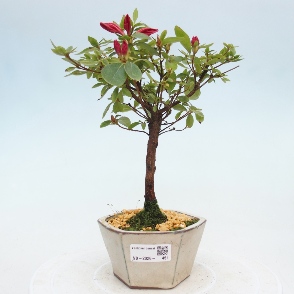 Bonsai für draußen - Japanische Azalee - Azalea sp.