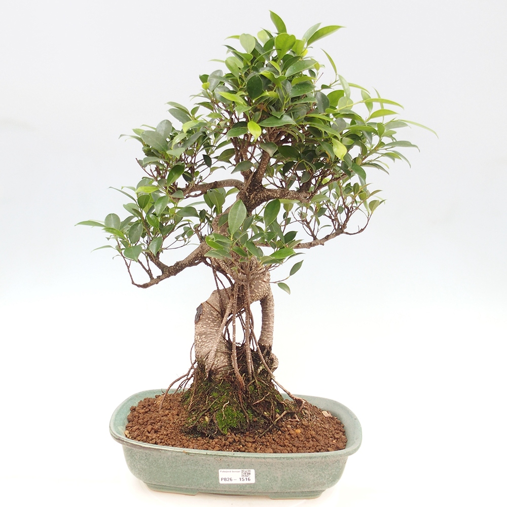 Zimmerbonsai - Ficus kimmen - Kleinblättriger Ficus