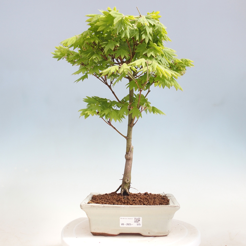 Bonsai im Freien - Ahorn palmatum katsura GISAN - Ahorn palmat